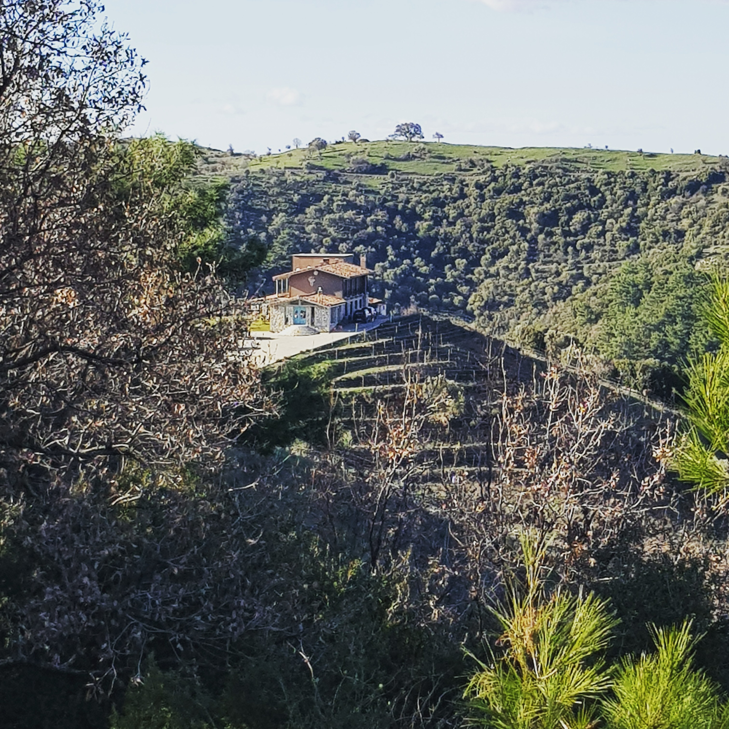 Soil, Slope, and Vine